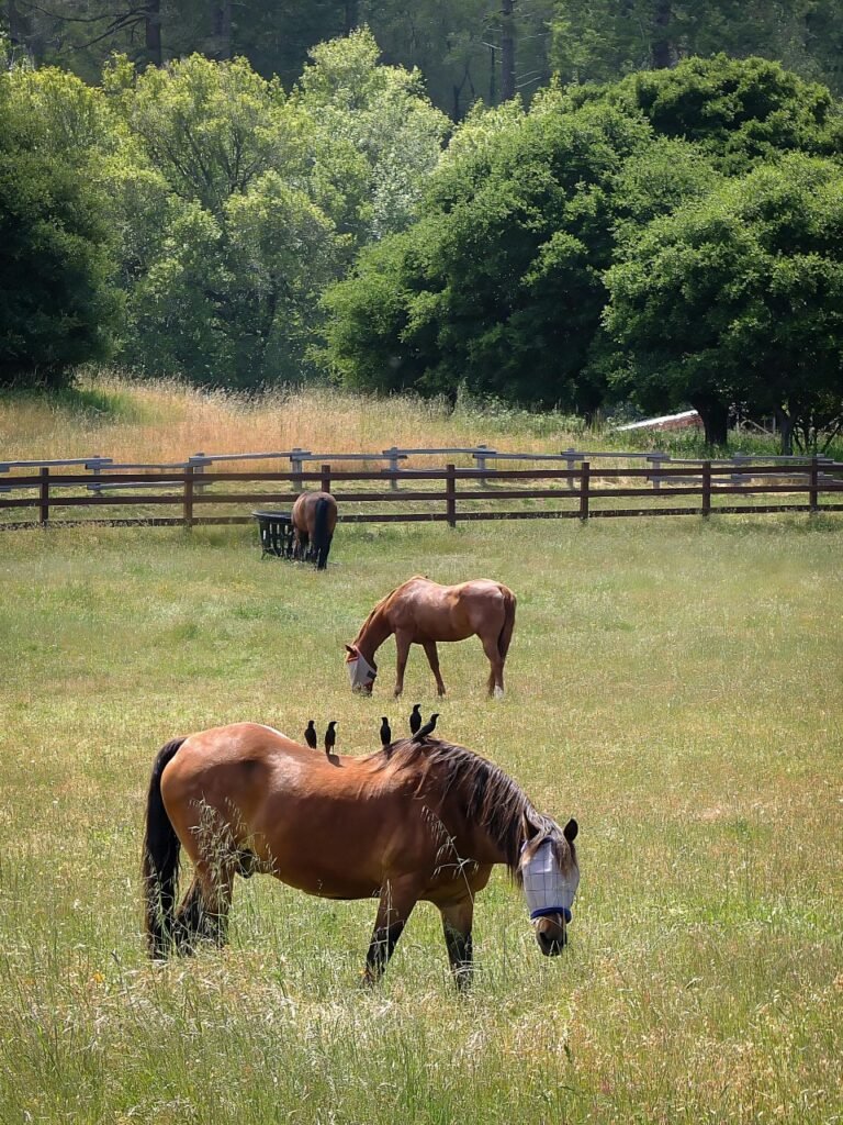 Promoting farm experiences and tourism.