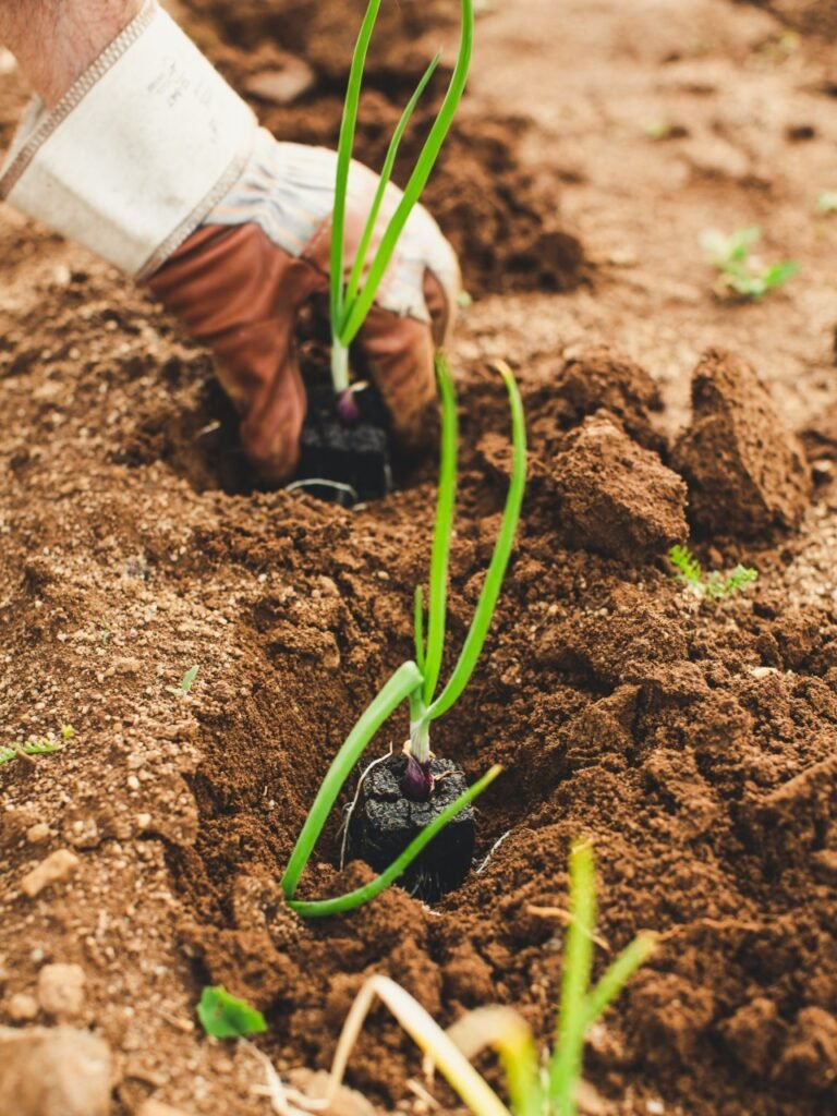 Exploring opportunities in agriculture.